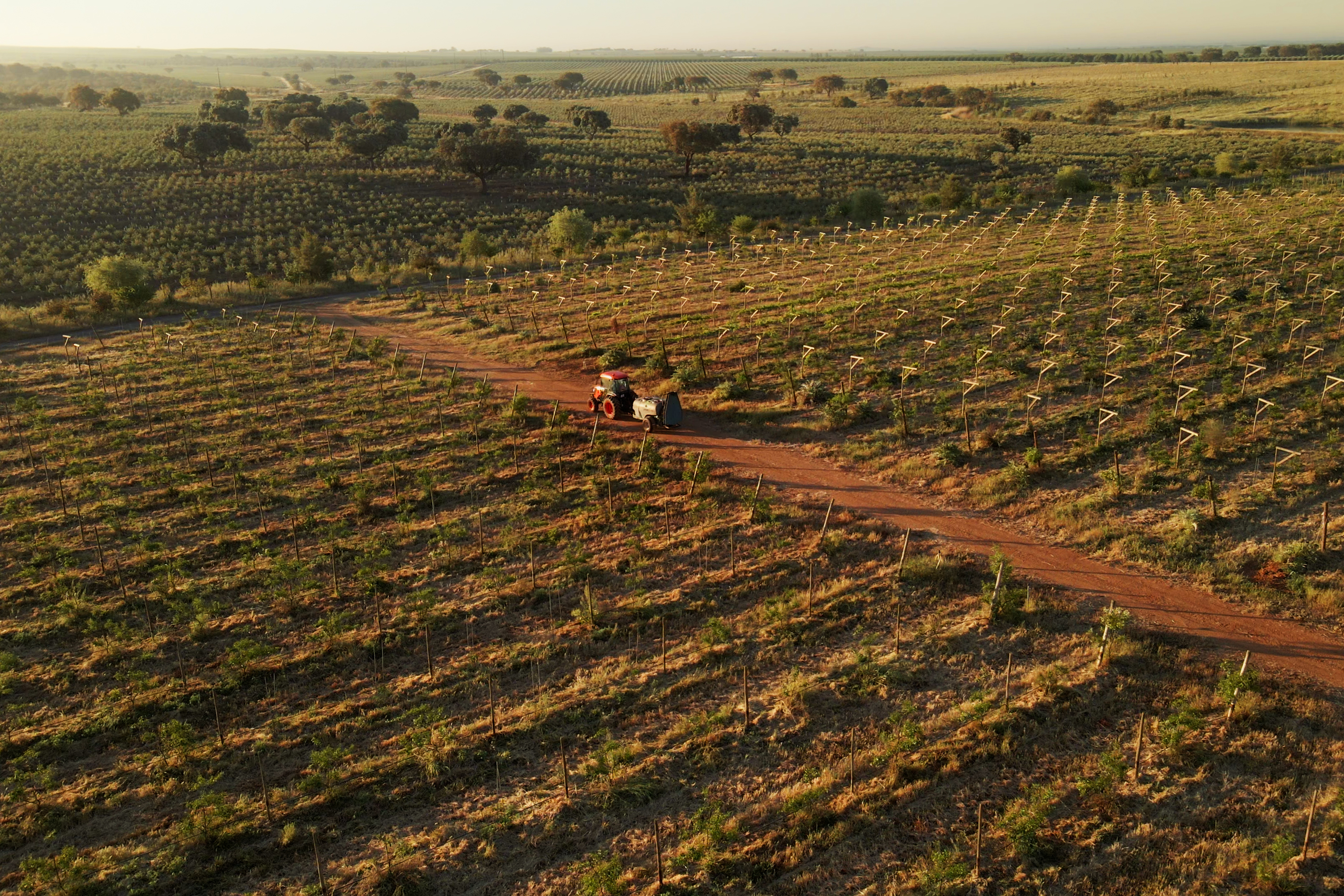 Champs de Yuzu au Portugal